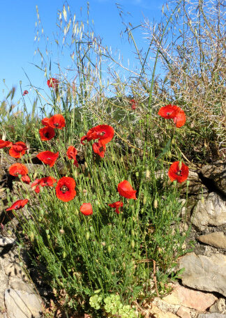 Roussillon